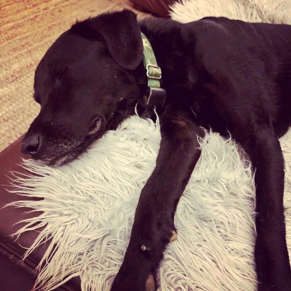 Meet your Posher, Holly - Picture 7 of 12